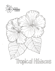 tropical hibiscus coloring page
